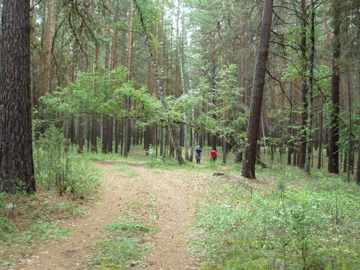 Karakan Pine Forest
