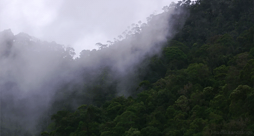 evaporacion bosque